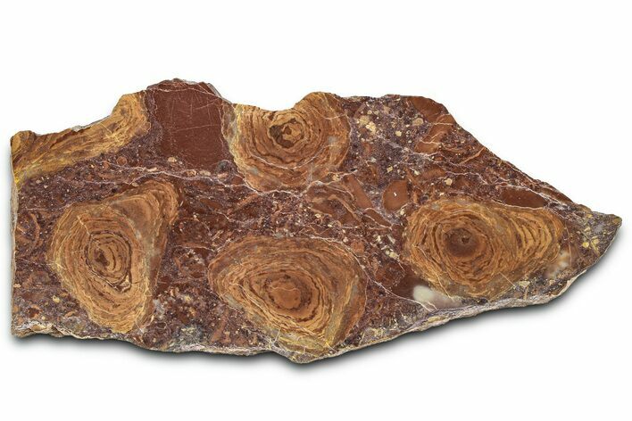 Polished Stromatolite (Jurusania) From Russia - Million Years #362936